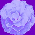 Rose On Purple